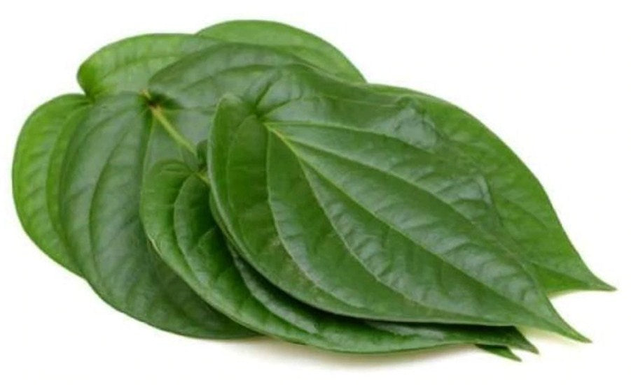 Organic Sri Lankan dried herbal Betel leaf leaves  (Paan, Lá trầu)