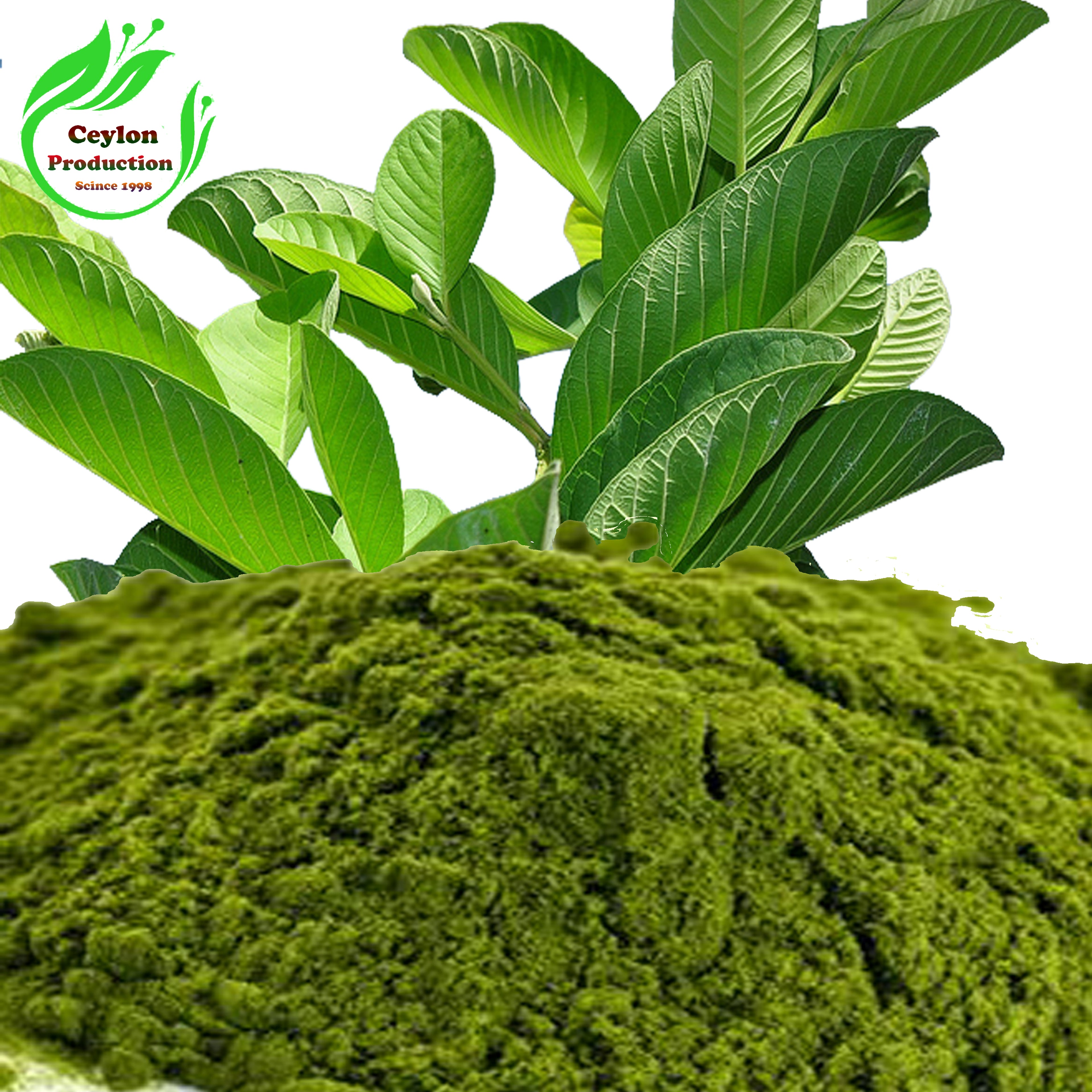 Dried Herbal Guava Leaves Ground Powder Pure Natural Oragnic Sri lanka Ceylon(Psidium guajava)